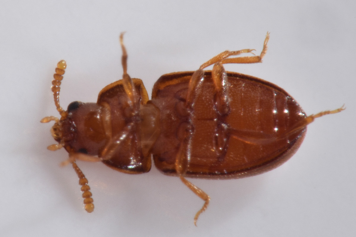 Tenebrionidae: Pentaphyllus testaceus